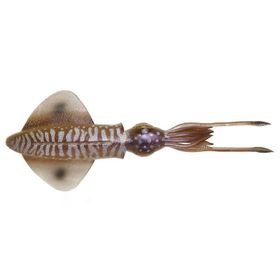 Savage Gear Swim Squid 18 cm 32 G 2 Parça Cuttlefish Suni Yem