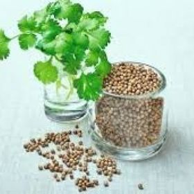 Seed 10 gr 1 Paket Kişniş Tohumu