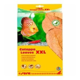 Sera 32 cm XXL Catappa Yaprağı