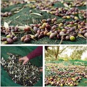 Sera Trend 3x6 m 75'lik Zeytin Toplama Gölgelik Fındık Fıstık Dut Meyve Taban Örtü Filesi