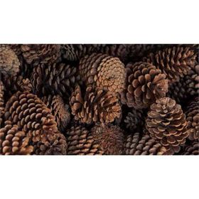 Südor Orta Boy 25 gr Doğal Çam Kozalakları
