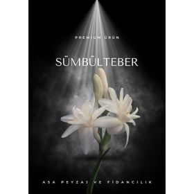SÜMBÜLTEBER - TARIK DURSUN KAKINÇ