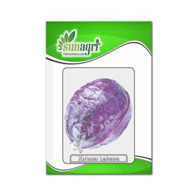 Sunagri 10 gr Kırmızı Lahana Tohumu