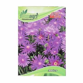 Sunagri Aster Süs Bitki Çiçek Tohumu