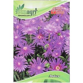 Sunagri Aster Süs Bitki Çiçek Tohumu