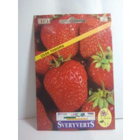 Sveryverts Çilek Tohumu