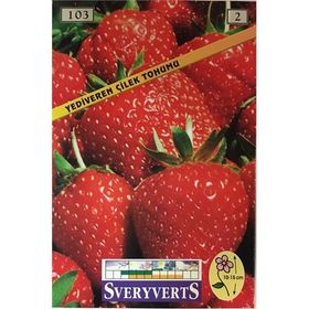 Sveryverts Çilek Tohumu