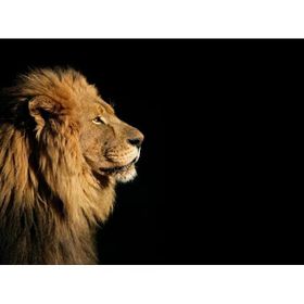 Tablolife 35x50 cm Aslan (Yan Profil) Kanvas Tablo