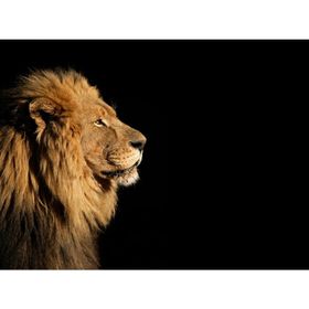 Tablolife 35x50 cm Aslan (Yan Profil) Kanvas Tablo