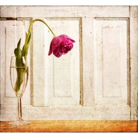 Tablolife Eğik Pembe Gül 35 x 50 cm Kanvas Tablo