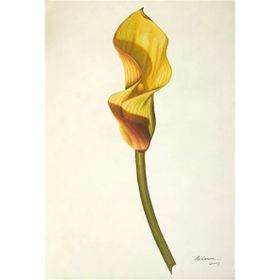 Tablolife Hindistan Şalgamı 60 x 90 cm Kanvas Tablo