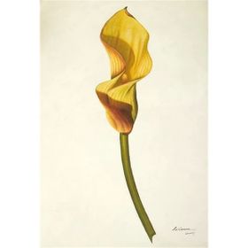 Tablolife Hindistan Şalgamı 60 x 90 cm Kanvas Tablo