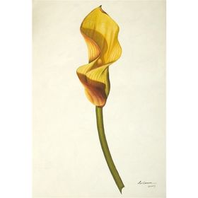 Tablolife Hindistan Şalgamı 60 x 90 cm Kanvas Tablo