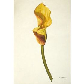 Tablolife Hindistan Şalgamı 60 x 90 cm Kanvas Tablo