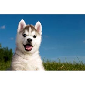Tablolife Husky Yavrusu 35 x 50 cm Kanvas Tablo