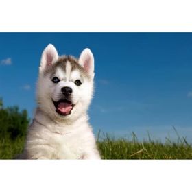 Tablolife Husky Yavrusu 35 x 50 cm Kanvas Tablo