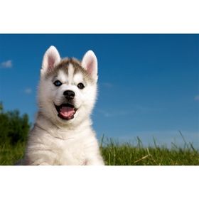 Tablolife Husky Yavrusu 35 x 50 cm Kanvas Tablo