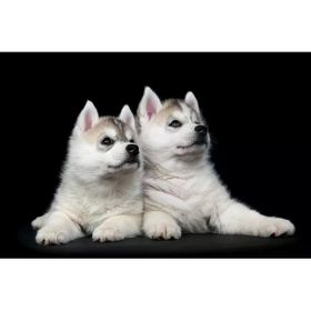 Tablolife İkiz Köpek Yavruları 35 x 50 cm Kanvas Tablo