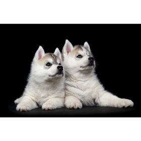 Tablolife İkiz Köpek Yavruları 35 x 50 cm Kanvas Tablo
