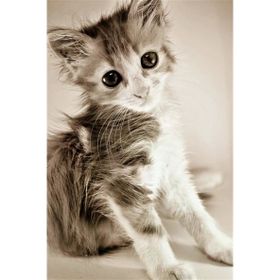 Tablolife Islak Kedi Yavrusu 60 x 90 cm Kanvas Tablo