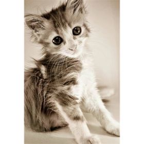 Tablolife Islak Kedi Yavrusu 60 x 90 cm Kanvas Tablo