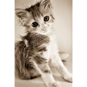 Tablolife Islak Kedi Yavrusu 60 x 90 cm Kanvas Tablo