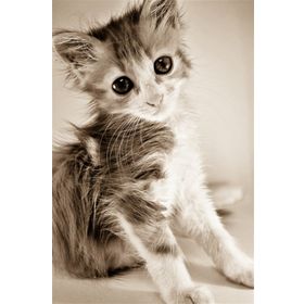 Tablolife Islak Kedi Yavrusu 60 x 90 cm Kanvas Tablo