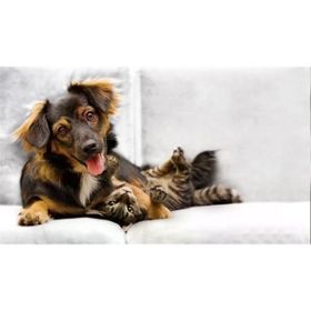 Tablolife Kedi Köpek Dostluğu 35 x 50 cm Kanvas Tablo