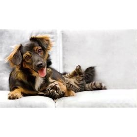 Tablolife Kedi Köpek Dostluğu 35 x 50 cm Kanvas Tablo