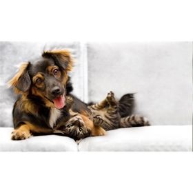 Tablolife Kedi Köpek Dostluğu 35 x 50 cm Kanvas Tablo