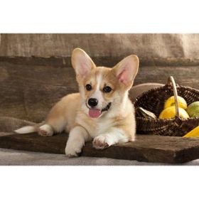 Tablolife Meyve Sepeti ve Köpek 35 x 50 cm Kanvas Tablo