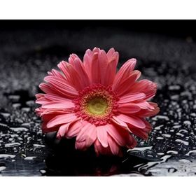 Tablolife Pembe Gerbera 35x50 cm Kanvas Tablo