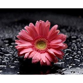 Tablolife Pembe Gerbera 35x50 cm Kanvas Tablo