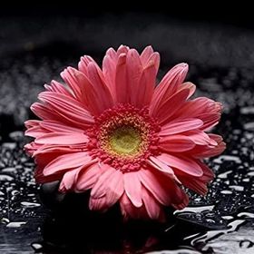 Tablolife Pembe Gerbera 35x50 cm Kanvas Tablo