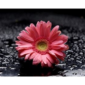 Tablolife Pembe Gerbera 35x50 cm Kanvas Tablo