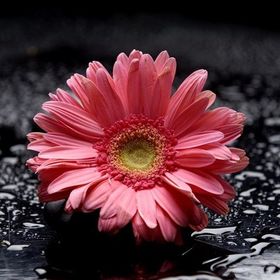Tablolife Pembe Gerbera 35x50 cm Kanvas Tablo