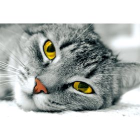 Tablolife Sarı Gözlü Kedi 35x50 cm Kanvas Tablo