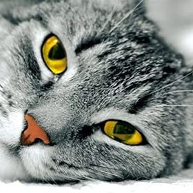 Tablolife Sarı Gözlü Kedi 35x50 cm Kanvas Tablo