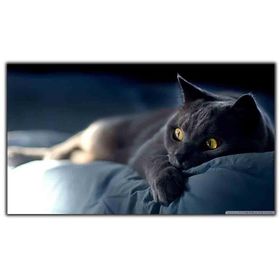 Tablolife Sarı Gözlü Kedi 35x50 cm Kanvas Tablo