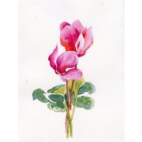 Tablolife Siklamen 60x90 cm Kanvas Tablo