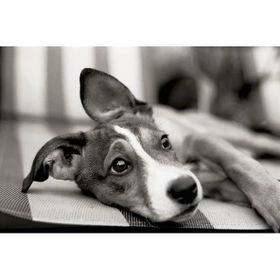 Tablolife Siyah Beyaz Chihuahua 35x50 cm Kanvas Tablo