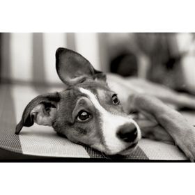 Tablolife Siyah Beyaz Chihuahua 35x50 cm Kanvas Tablo