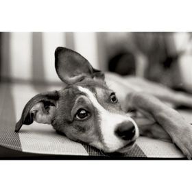 Tablolife Siyah Beyaz Chihuahua 35x50 cm Kanvas Tablo