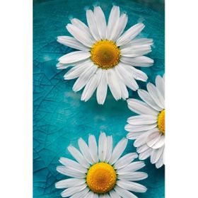 Tablolife Üç Papatya 60 x 90 cm Kanvas Tablo