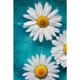 Tablolife Üç Papatya 60 x 90 cm Kanvas Tablo