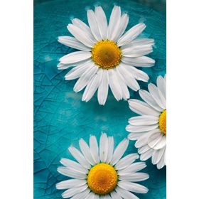 Tablolife Üç Papatya 60 x 90 cm Kanvas Tablo