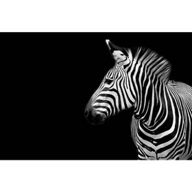 Tablolife Utangaç Zebra 35 x 50 cm Kanvas Tablo