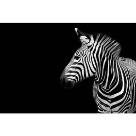 Tablolife Utangaç Zebra 35 x 50 cm Kanvas Tablo
