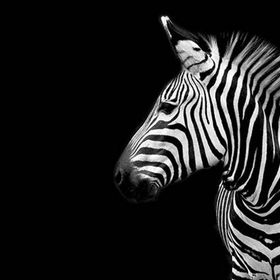 Tablolife Utangaç Zebra 35 x 50 cm Kanvas Tablo