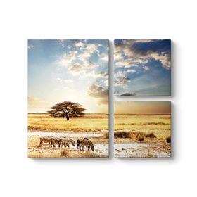 Tabloshop Afrika Zebra 100x100 cm Tablo
